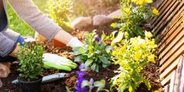 Gardener planting at sunset